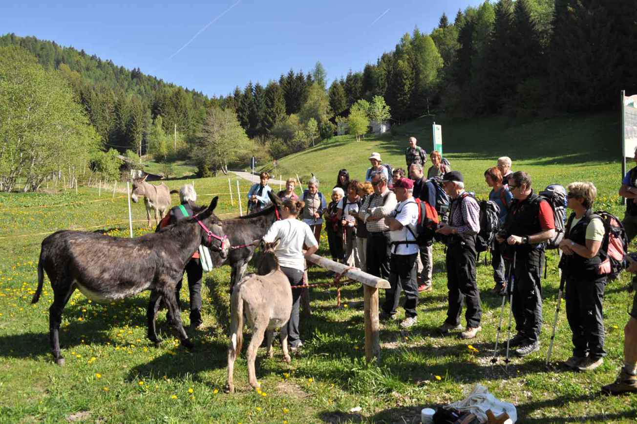 Gita di gruppo con l'Activity Trentino